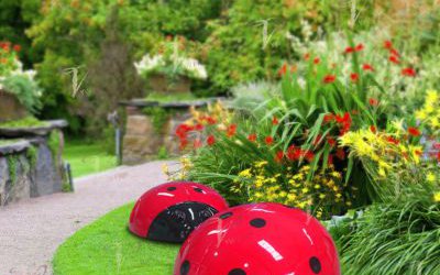 景区草坪里摆放的两只玻璃钢瓢虫雕塑