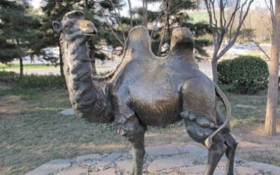 公园草地上摆放的回头大玻璃钢仿铜创意骆驼雕塑
