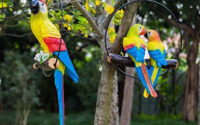 花园广场上玻璃钢仿真动物鹦鹉雕塑