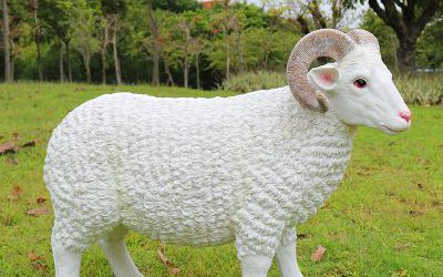 草坪上一只玻璃钢仿真绵羊雕塑