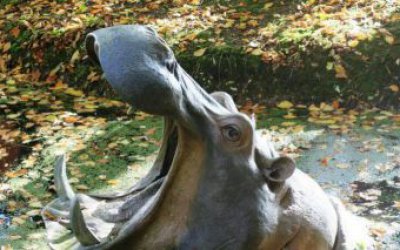 动物园里摆放的张着大嘴的玻璃钢仿真创意河马雕塑