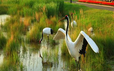 田园池塘玻璃钢仿真动物仙鹤雕塑