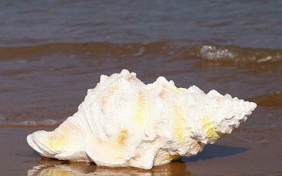 湖边摆放的长行的玻璃钢创意海螺雕塑
