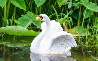 庭院水中嬉戏的玻璃钢树脂仿真天鹅雕塑