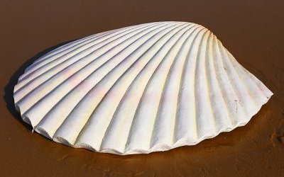 白色玻璃钢仿真贝壳户外海滩摆件