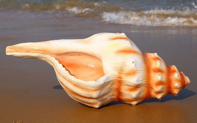 户外沙滩漂亮的仿真海螺摆件